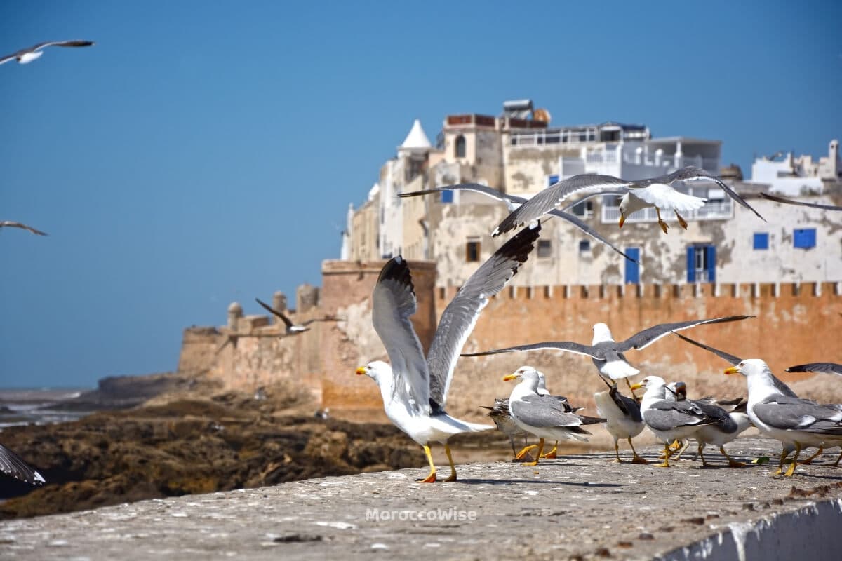 Essaouira's beach beneath a wide coastal sky