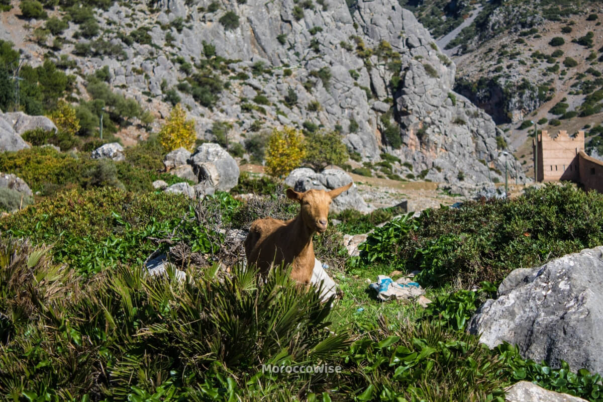 A river and waterfall landscape on a Rif Mountains hike near Akchour